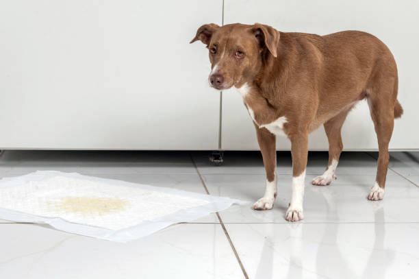 Diarrhea in dogs