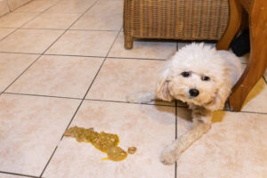 Diarrhea in dogs