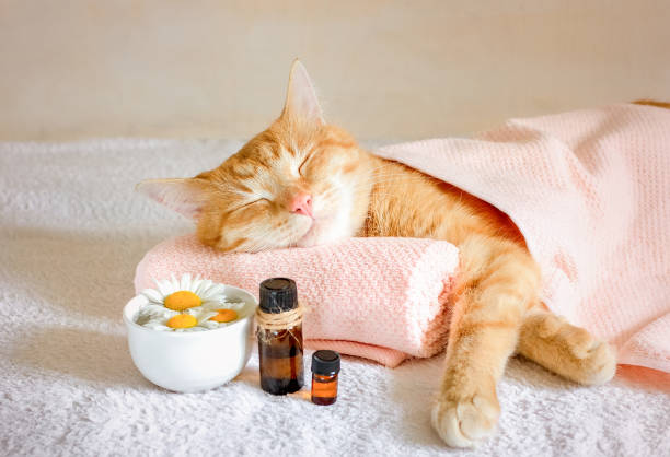 Pet Aromatherapy