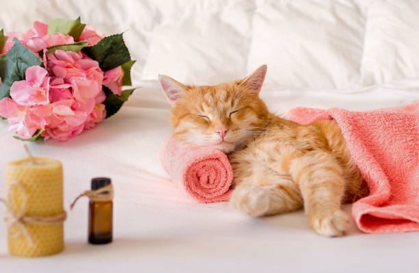 Pet Aromatherapy