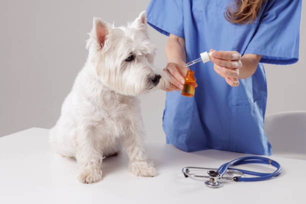 Pet Aromatherapy