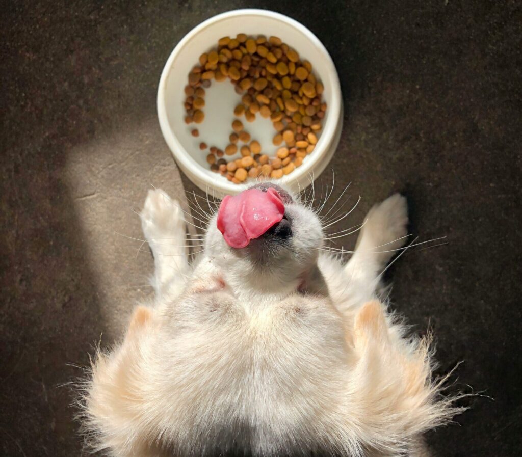 Pet Nutrition