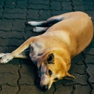 dog poisoning