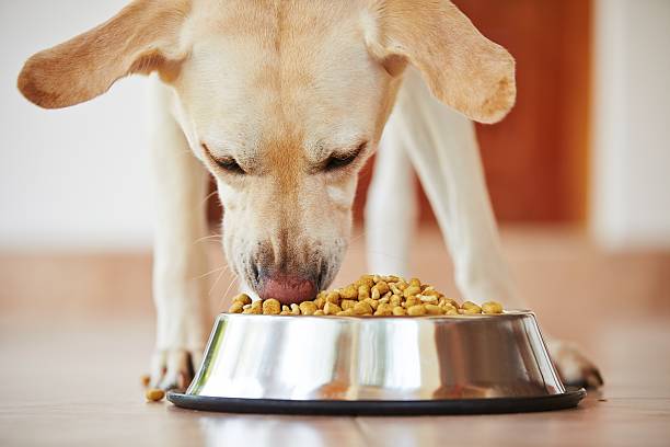 Pet Nutrition