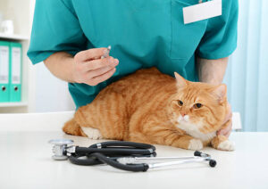 Core Vaccines for Cats