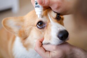Dog Eye Discharge: Causes, Types & Treatments