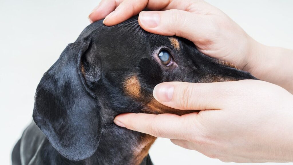 Dog Eye Discharge: Causes, Types & Treatments