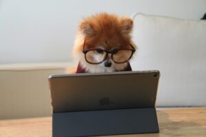 virtual vet appointment