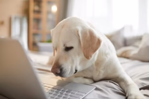 Post-Surgery Pet Care at Home