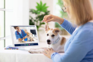 Virtual Vet Visits