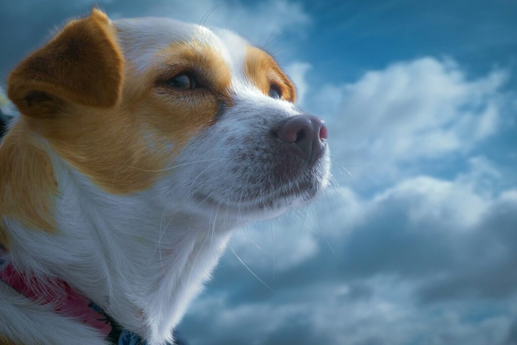 Hurricane Pet Safety Tips