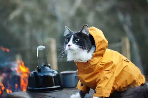 Hurricane Preparedness for Pets