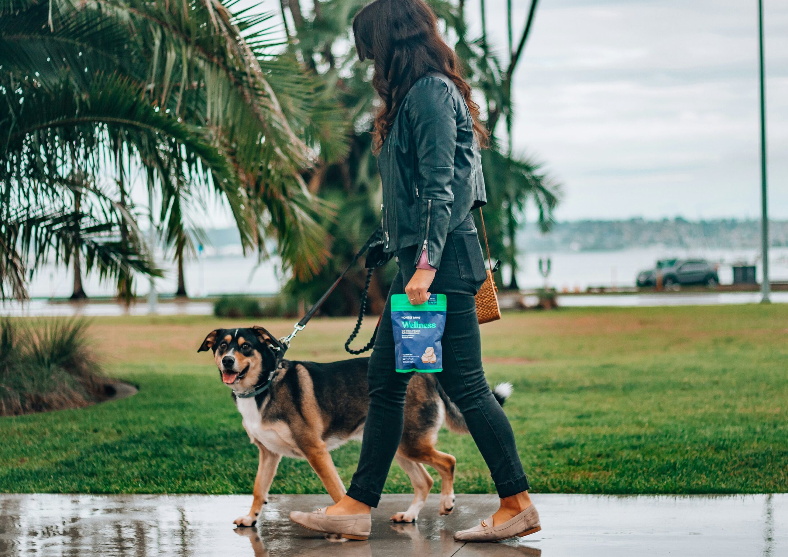Hurricane Safety Tips for Pet Parents4