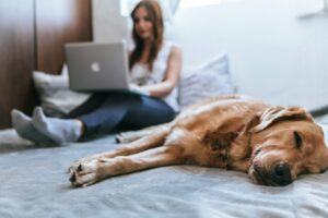 Post-Surgery Pet Care
