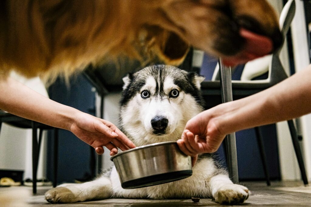 Hurricane Season Pet Nutrition Guide
