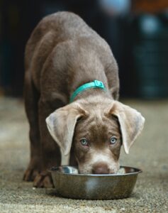 Feeding Guide for Pets