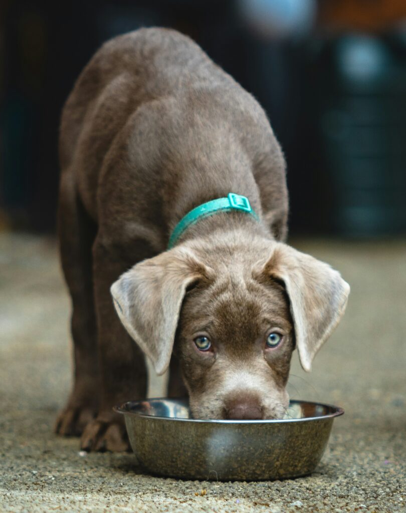 Feeding Guide for Pets