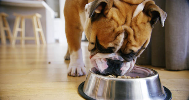 Hurricane Season Pet Nutrition