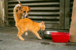 Pet Food During A Hurricane