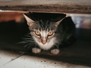 Why Cats Hide During Hurricanes