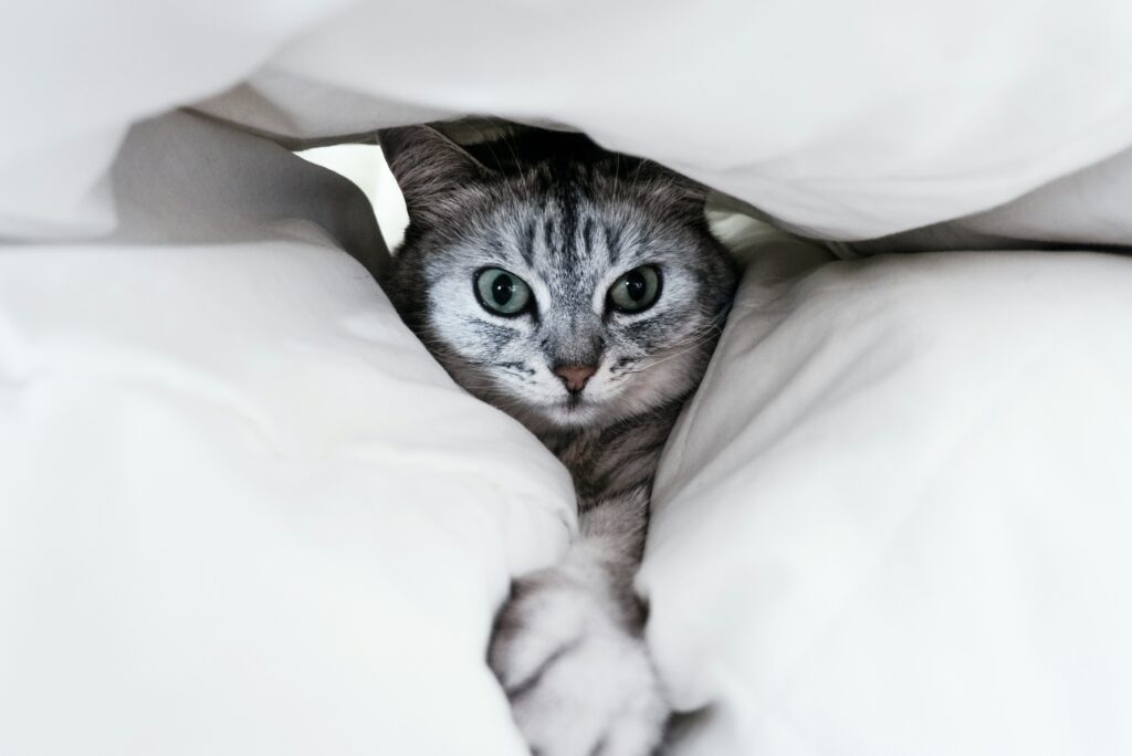Why Cats Hide During Hurricanes